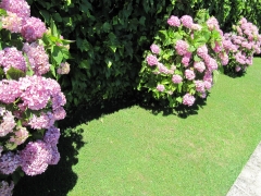 Jardin con macizos de hortensias