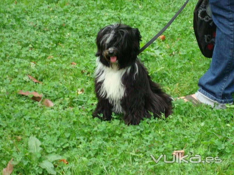 Bimba, preciosa Terrier Tibetana 