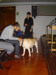 Noble y fiel amigo anfa :ponencia josune gomez-lago asoc bubastis terapia asistida con animales