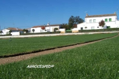 Cesped natural para tepes o planchas agrocesped