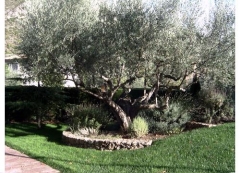 Mantenimiento de jardines, particulares y empresas jardineria en castellon