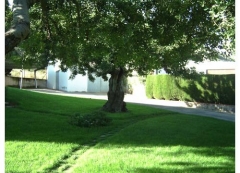 Jardinero en Castellón, poda de palmeras, instalación de riegos,..