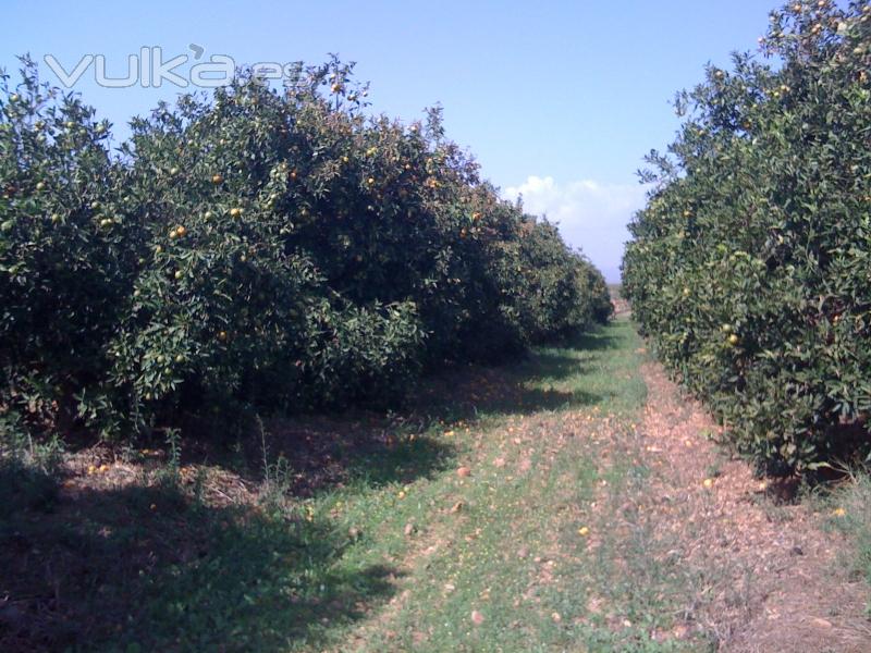 NARANJOS EN PRODUCCIÓN ECOLÓGICA,SIN ABONOS NI PRODUCTOS QUÍMICOS